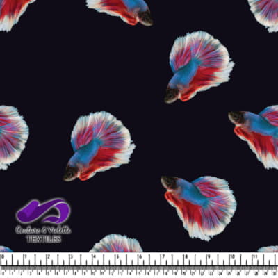 Colorful Siamese Fighting Fish on Black Background