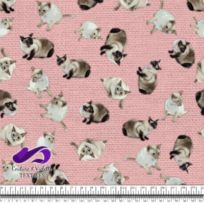 Chat Siamois - Premier Rose Pêche