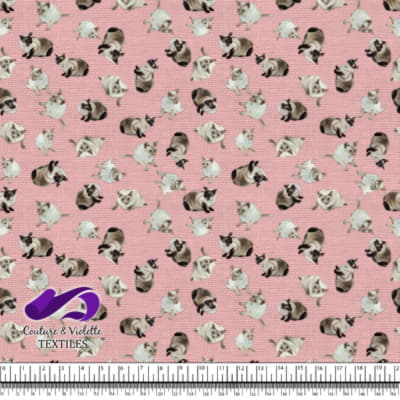 Chat Siamois - Premier Rose Pêche