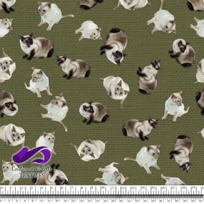 Chat siamois - Olive