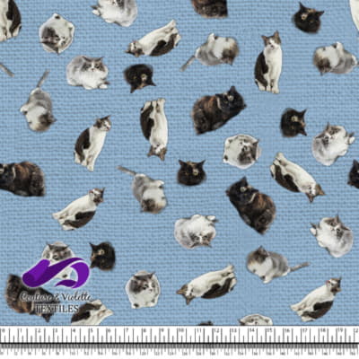 Cat  - Mademoiselle on clear sky blue texture