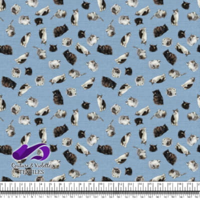 Cat  - Mademoiselle on clear sky blue texture